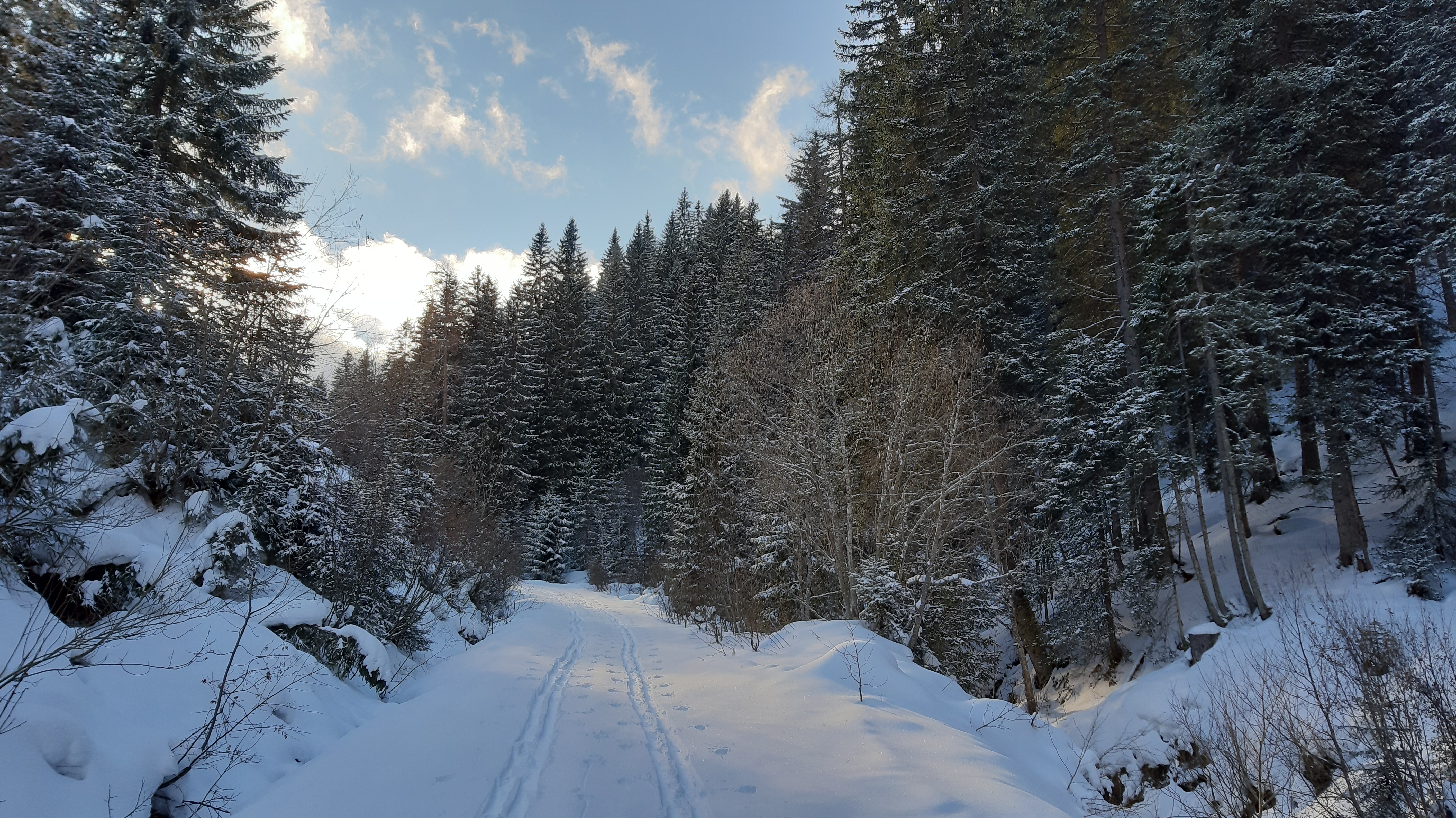 Forstweg, winterlich